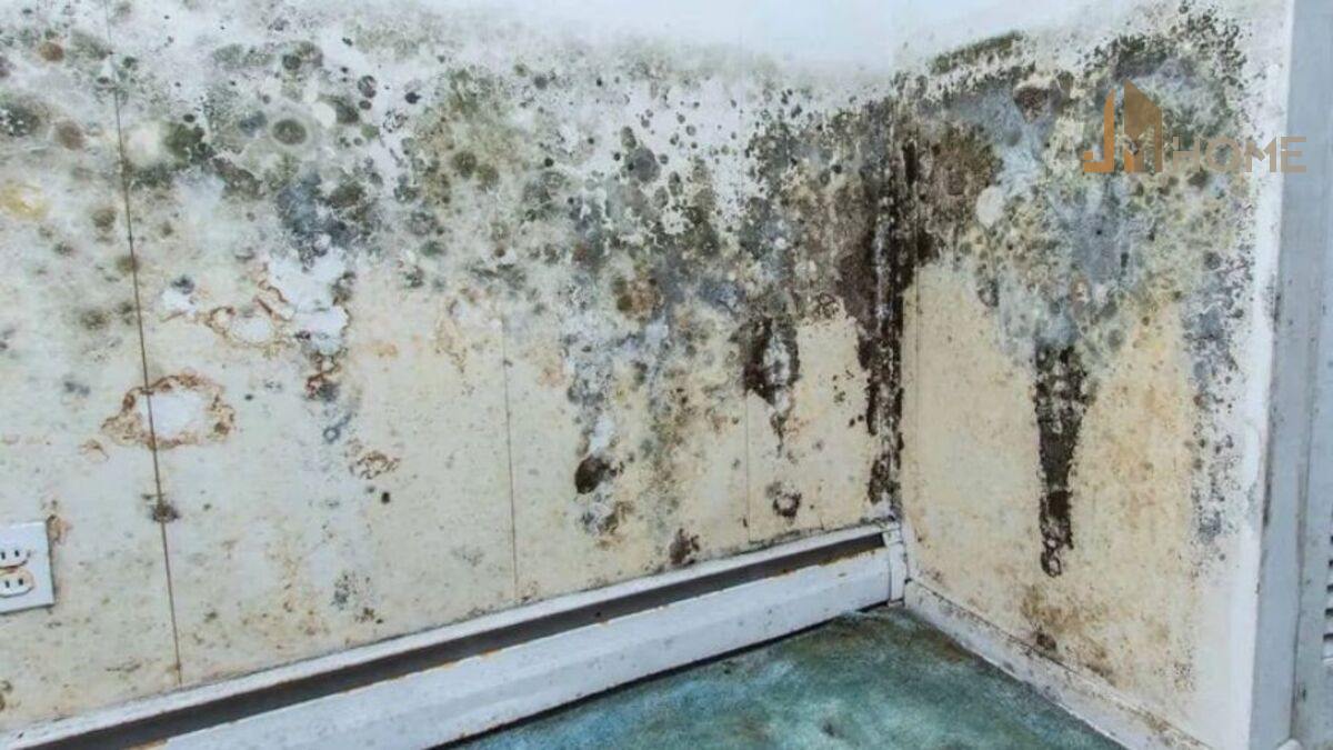 Phát hiện sớm để có cách xử lý khi nhà bị ẩm mốc kịp thời