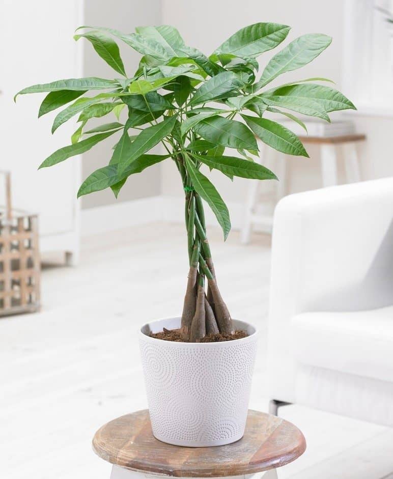 Cây kim ngân vừa giúp lọc không khí, lại mang tài lộc cho gia chủ