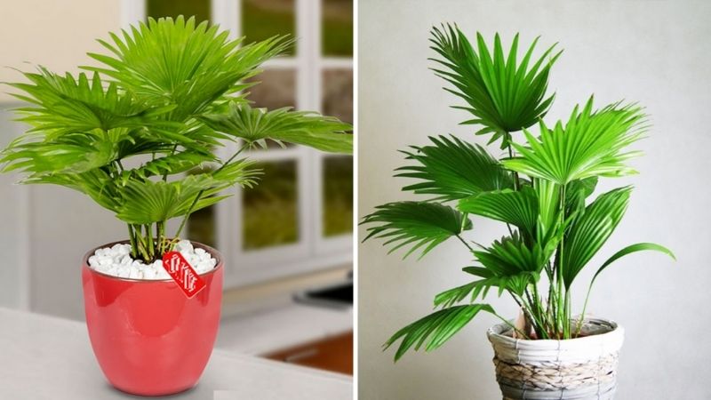 Cây cọ kiểng - loại cây giúp lọc không khí trong nhà
