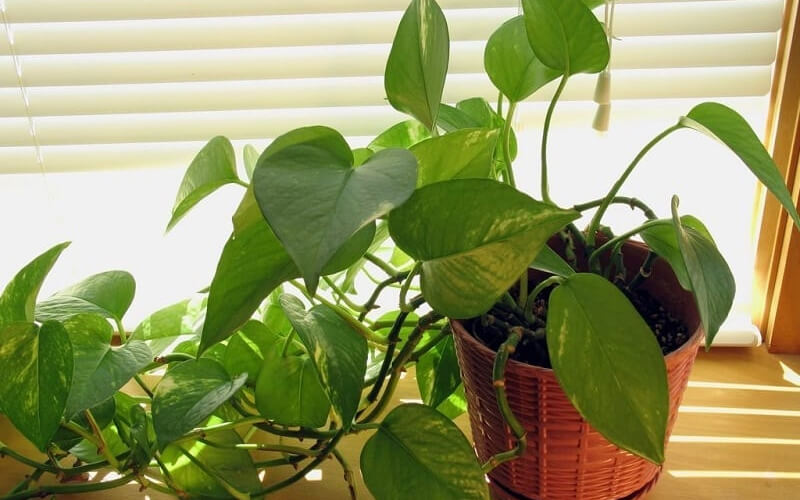 Cây trầu bà giúp lọc không khí trong không gian sống