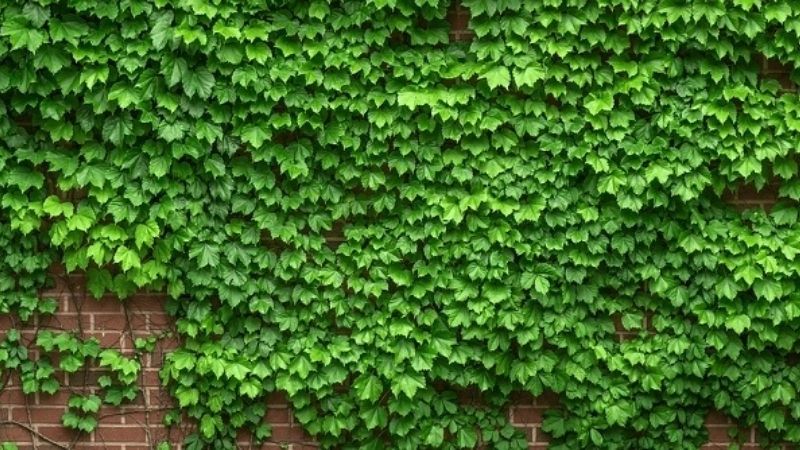 Cây thường xuân có khả năng lọc không khí, giảm nấm mốc