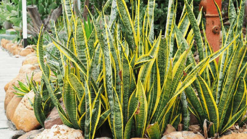 Cây lưỡi hổ là một trong những loại cây lọc không khí trong nhà hay được ưa dùng