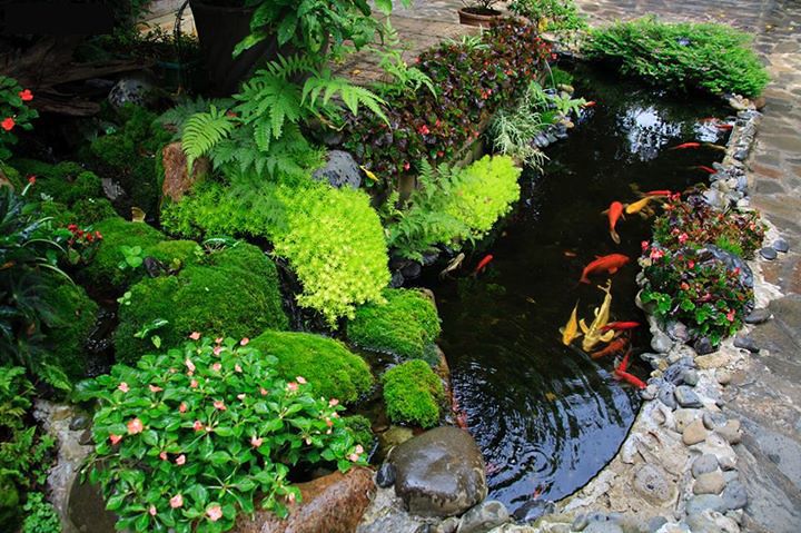 Top 15 bản vẽ thiết kế hồ cá Koi đạt kỹ thuật chi tiết nhất năm 2024 19 Hồ cá Koi hình dạng tự do, sáng tạo