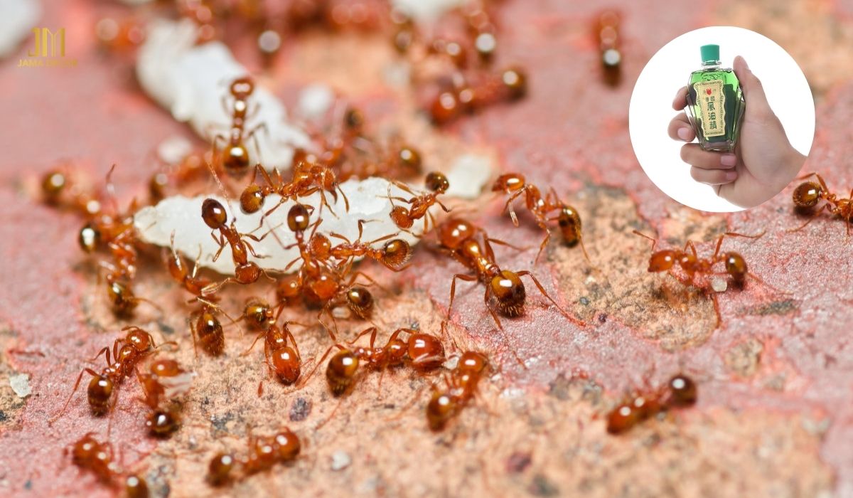 Dầu gió có mùi thơm cay nồng, khiến kiến khó chịu và không muốn đến gần