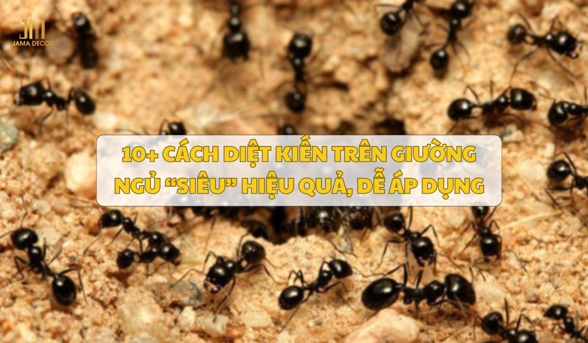 10+ cách diệt kiến trên giường ngủ “siêu” hiệu quả, dễ áp dụng