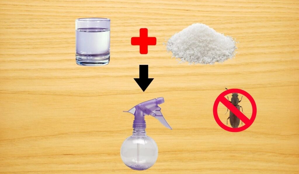Vị mặn của muối sẽ tiêu diệt mọt nhanh chóng