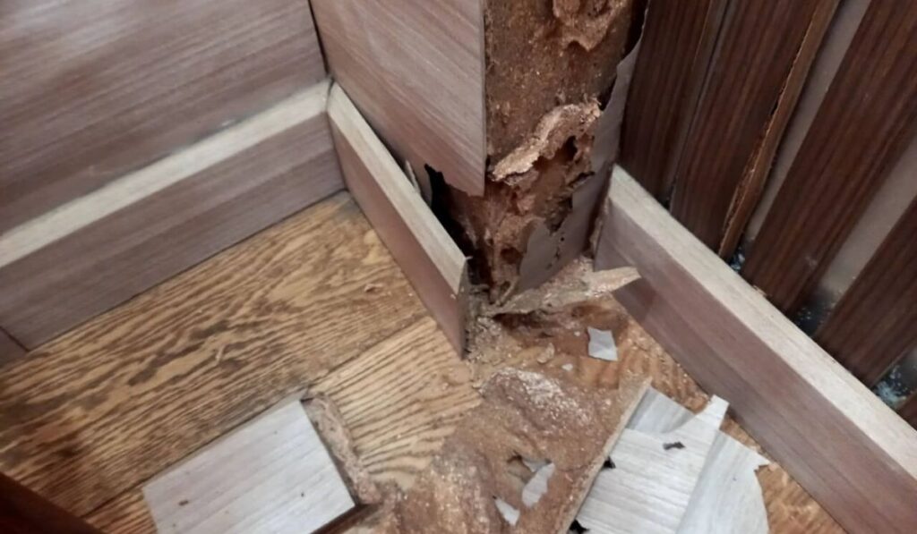 Mọt gỗ để lại phân và thức ăn trên bề mặt gỗ, khiến đồ nội thất trở nên xấu xí, mất đi giá trị thẩm mỹ
