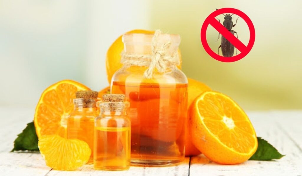 Diệt mọt gỗ bằng tinh dầu là một phương pháp an toàn và hiệu quả