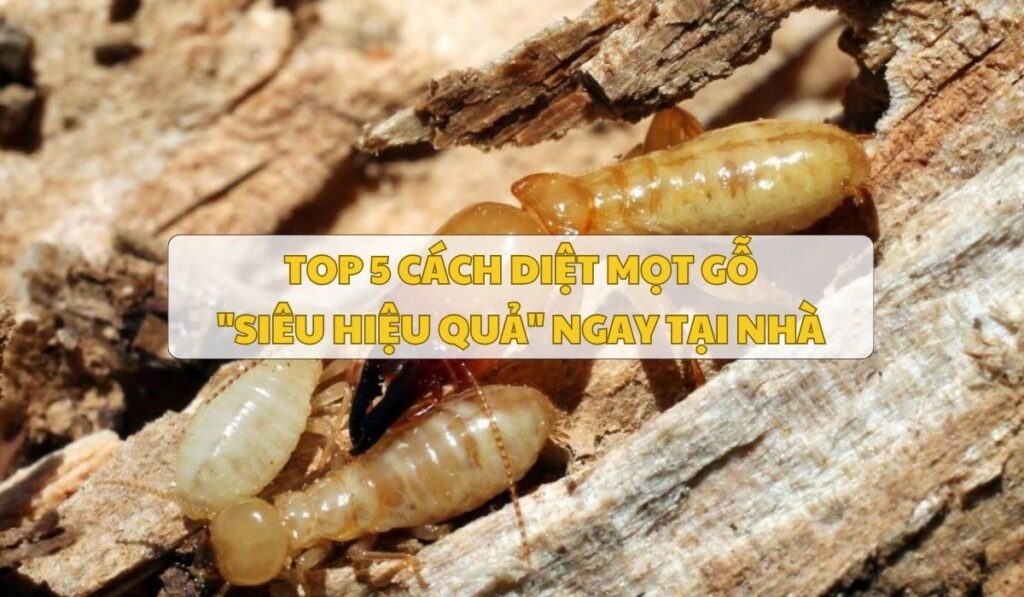 Cách diệt mọt gỗ