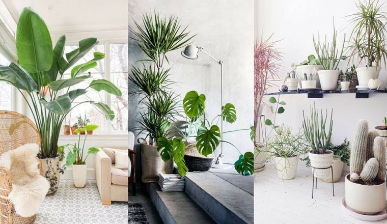 thiet ke noi that phong khach nha cap 4 su dung cay xanh trang tri