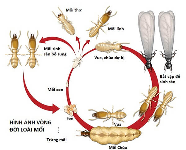 vong doi cua loai moi mot hai go